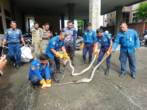 Dua ular piton berhasil dievakuasi Pemadam Kebakaran Pemkab Jembrana kemudian diserahkan ke Resort KSDA Jembrana. Foto: IST