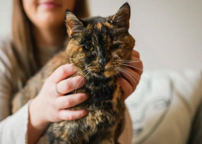 Flossie kucing tertua di dunia