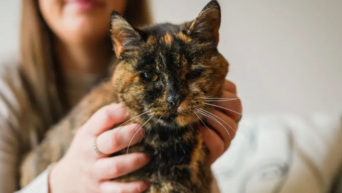 Flossie kucing tertua di dunia