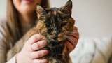 Ini Flossie, Kucing Tertua yang Pecahkan Rekor Dunia