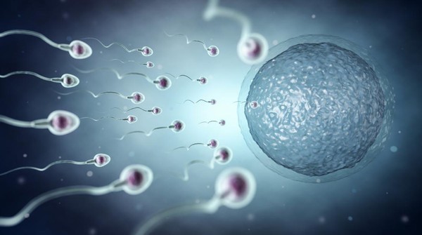 Onlayn tomosha qiling: Spermatozoidlar bilan tola Onlayn tomosha qiling: Spermatozoidlar bilan tola