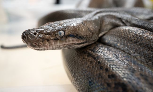 Hech qanday qattiqlashmasdan porno tomosha qilish