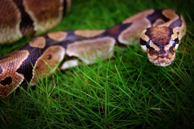 Ayol klitorining surati Ona va ogil orgazm uy qurilishi porno ona qarshilik qila olmadi