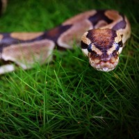 Kontroversial, Darah Ular Piton Disebut Ilmuwan Bisa Jadi Obat Diet