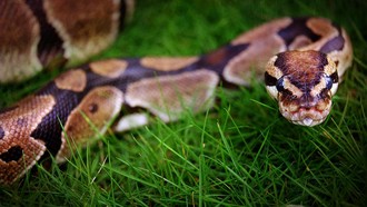 Kontroversial, Darah Ular Piton Disebut Ilmuwan Bisa Jadi Obat Diet