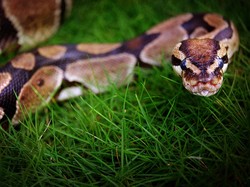 Ajaib! Ular Tertua di Dunia Bertelur Tanpa Jantan