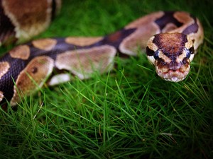 Kontroversial, Darah Ular Piton Disebut Ilmuwan Bisa Jadi Obat Diet