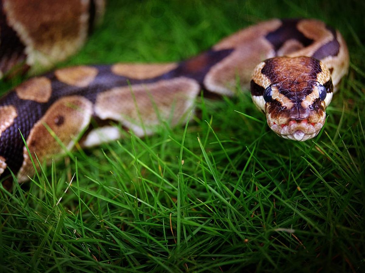 Opa-singillar ishtirokidagi porno komikslar Taqsirli jinsiy aloqa videolar