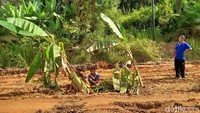 Jalan rusak sendiri merupakan jalan milik Pemkab Pelalawan. Lokasinya berada di perbatasan antara Kabupaten Pelalawan dan Siak tepatnya di daerah Kerinci Kanan.