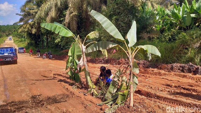 Jalan Rusak Berat, Warga Protes dengan Menanami Pohon Pisang Warga Pelalawan, Riau, nekat menanam batang pisang di tengah jalan. Hal itu dilakukan karena jalan rusak tidak kunjung diperbaiki.