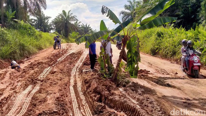 Warga Pelalawan, Riau, nekat menanam batang pisang di tengah jalan. Hal itu dilakukan karena jalan rusak tidak kunjung diperbaiki.