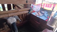 Seumlah pengungsi beristirahat ddi antara kandang kambing yang dijadikan tempat pengungsian (Foto: Ikbal Selamet/detikJabar).