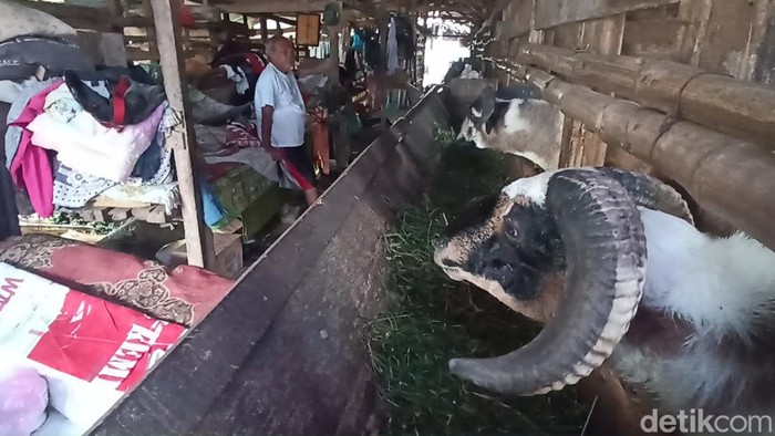 Kondisi korban gempa Cianjur yang terpaksa ngungsi di kandang kambing.