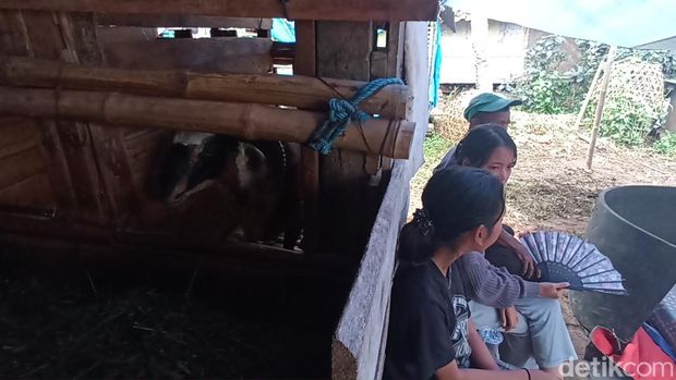 Korban gempa Cianjur ngungsi di kandang kambing.