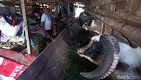 Mereka terpaksa mngungsi di kandang kambing karena minimnya terpal untuk posko pengungsian.
