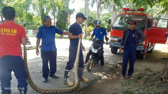 Penampakan sanca kembang 3 meter yang dievakuasi dari samping Rujab Bupati Sinjai.