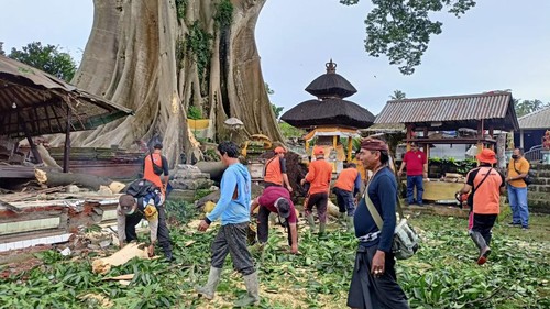 Petugas BPBD, Kepolisian, dan pangempon Pura Babakan di objek wisata Kayu Putih, Jumat (25/11/2022), melakukan pemotongan batang kayu yang patah dan menimpa tiga bangunan suci. (Istimewa)