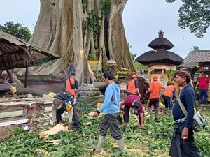 Pangempon Gelar Ritual Nuntun Usai Dahan Kayu Putih Timpa Pura Babakan