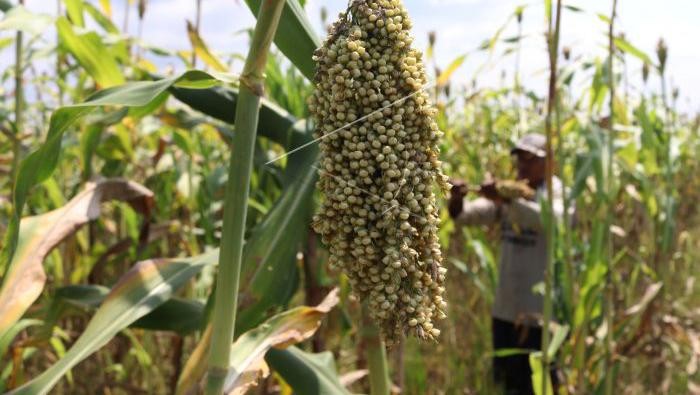 Say Good Bye to Gandum! Ini Sorgum yang Bisa Jadi Alternatif Lho Tanaman sorgum dapat dimanfaatkan sebagai alternatif saat kurangnya pasokan gandum. Tanaman ini dijual dengan kisaran harga Rp20 ribu-Rp24 ribu per kilogram.