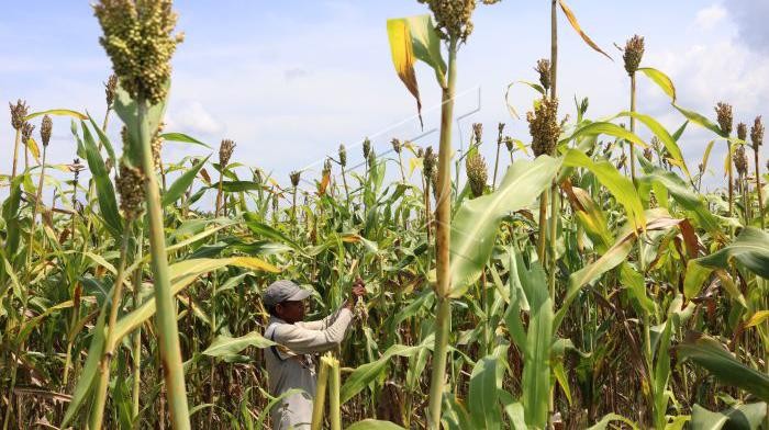 Say Good Bye to Gandum! Ini Sorgum yang Bisa Jadi Alternatif Lho Tanaman sorgum dapat dimanfaatkan sebagai alternatif saat kurangnya pasokan gandum. Tanaman ini dijual dengan kisaran harga Rp20 ribu-Rp24 ribu per kilogram.