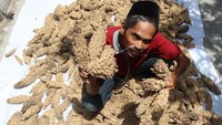 Tanaman sorgum memberi manfaat sebagai alternatif saat kurangnya pasokan gandum. Selain itu, sorgum juga dapat membuka peluang pengembangan lahan-lahan mati untuk ditanami dengan produksi pascapanen berupa beras maupun tepung sorgum.