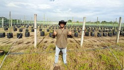 Banting Setir Jadi Petani Sayur, Mantan Karyawan Ini Sukses Raup Cuan