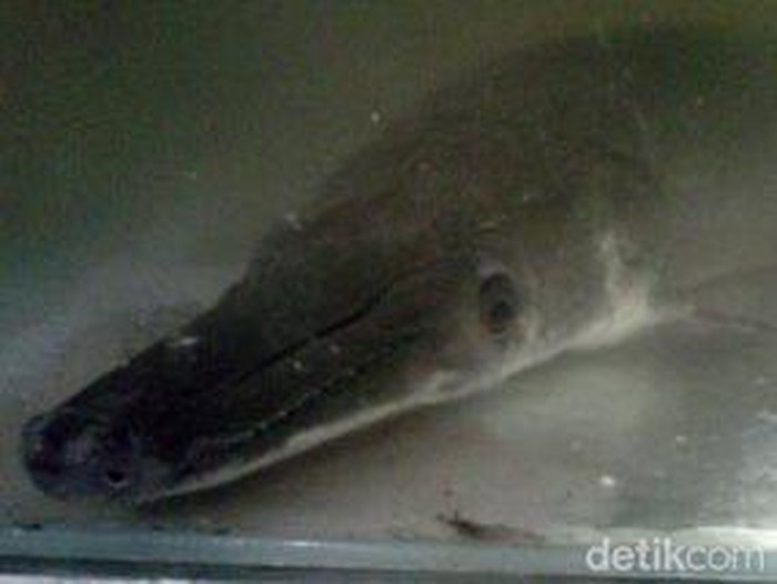 Ikan berkepala mirip buaya pernah menggegerkan warga Mojokerto. Peristiwa itu terjadi pada 20 Juli 2011.