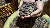Pengunjung museum juga berkesempatan melihat biji kakao yang sudah dikeringkan sebelum diolah menjadi cokelat. Memegang langsung, mencium aromanya dan mereka akan dikenalkan bahwa biji kakao berkualitas terbaik inilah yang nantinya diolah menjadi cokelat yang manis. Foto: Instagram/chocolate_museum_kd