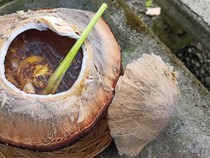Ini Khasiat Kelapa Bakar untuk Tubuh, Tak Banyak yang Tahu
