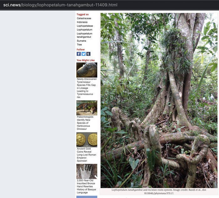 Pohon raksasa yang baru ditemukan di Sumatera (Repro: SciNews)