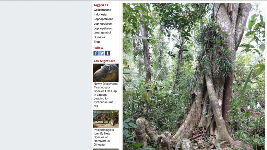 Penemuan Spesies Pohon Raksasa Baru di Sumatera, Bisa Tumbuh 40 Meter!