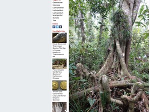 Penemuan Spesies Pohon Raksasa Baru di Sumatera, Bisa Tumbuh 40 Meter!