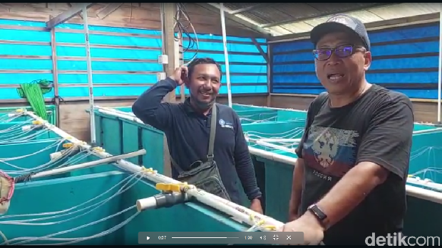 Sea Farming yang diimplementasikan di Pulau Panggang, Kepulauan Seribu sejak 2006 telah memproduksi sebanyak 22,3 ton ikan kerapu dengan nilai mencapai Rp 2,97 miliar. (dok Istimewa)
