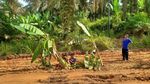 Potret Jalan Rusak di Pelalawan yang Ditanami Pohon Pisang