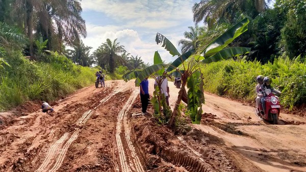 Potret Jalan Rusak di Pelalawan yang Ditanami Pohon Pisang