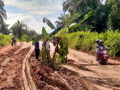 Potret Jalan Rusak di Pelalawan yang Ditanami Pohon Pisang