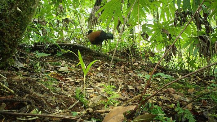 Burung merpati berkepala hitam
