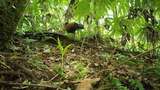 Dikira Punah 140 Tahun Lalu, Burung Ini Ditemukan Lagi di Papua