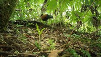 Dikira Punah 140 Tahun Lalu, Burung Ini Ditemukan Lagi di Papua