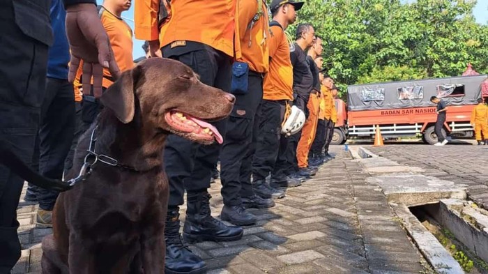 Coco anjing yang menemukan tiga korban gempa Cianjur.