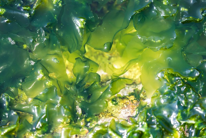 Algae photosynthetic organism near the coast of Niteroi, Rio de Janeiro Brazil