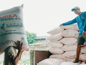 Pemkab Pinrang Ungkap 1.849 Petani Dicoret dari Penerima Pupuk Subsidi