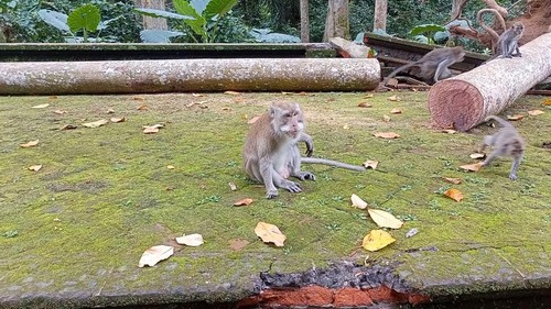 Monyet jenis ekor panjang di DTW Sangeh, Desa Sangeh, Badung, Bali.