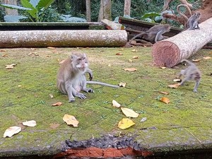 Australia Waspada, Badung Jamin Monyet di Sangeh Bebas Rabies