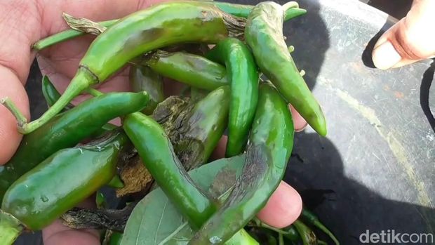 Tanaman cabai yang busuk dan mengering di Purwakarta akibat hama patek.