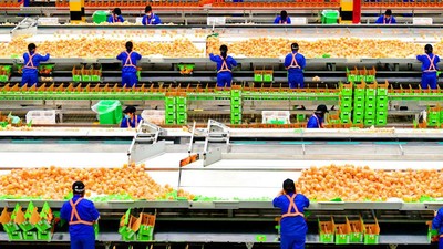Pernah Beli Jeruk dari China? Begini Cara Packing-nya