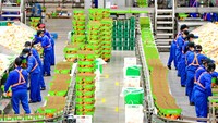 Barulah kemudian jeruk-jeruk tersebut dipacking menggunakan kardus.