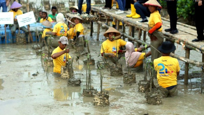 Mandiri Konservasi Lahan seluas 500 Ha - (kika) Direktur Hubungan Kelembagaan Bank Mandiri Rohan Hafas, Wakil Rektor Universitas Gadjah Mada (UGM) Bidang Penelitian, Pengembangan Usaha, dan Kerja Sama Ignatius Susatyo Wijoyo, Bupati Demak Eisti'anah dan Kepala Pusat Studi Energi (PSE) UGM Sarjiya Ph.D., sedang berswafoto usai melakukan penanaman pohon mangrove di Desa Bedono, Demak, Jawa Tengah, Senin (28/11).