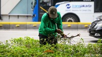 Salah seorang petugas Dinas Pertamanan dan Hutan Kota DKI Jakarta mulai memperbaiki kerusakan tanaman. 