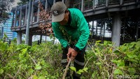 Beberapa tanaman bougenville yang masih bagus, ditanam kembali. 